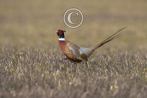Cock Pheasant 2